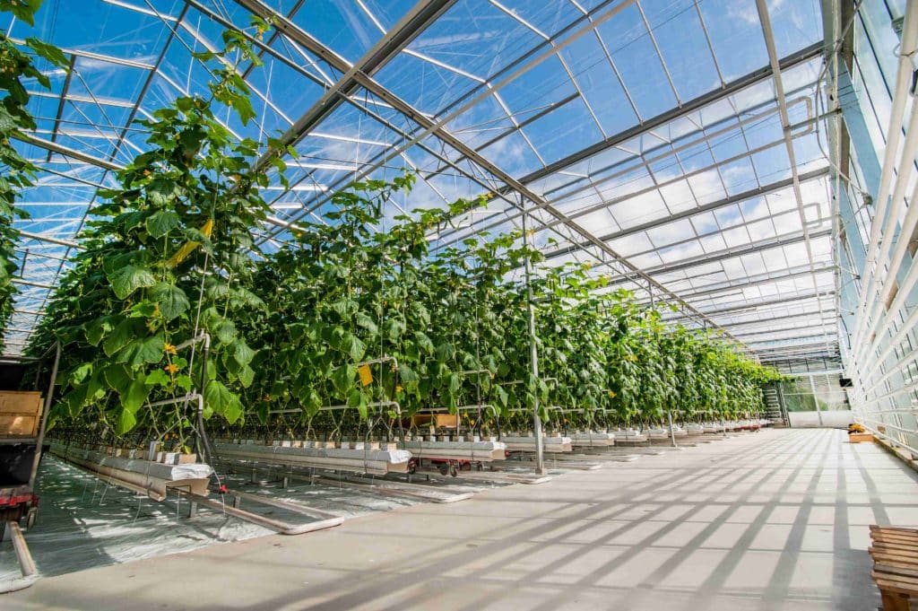 serre agricole
